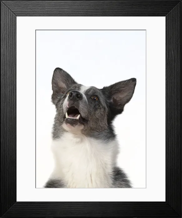 Framed Print : 13131422. DOG. Collie X breed, head and shoulders Framed Print : 13131422. DOG. Collie X breed, head and shoulders