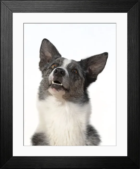 Framed Print : 13131423. DOG. Collie X breed, head and shoulders Framed Print : 13131423. DOG. Collie X breed, head and shoulders