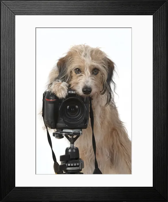 Framed Print : 13131424. DOG. Cross breed, sitting behind a camera Framed Print : 13131424. DOG. Cross breed, sitting behind a camera
