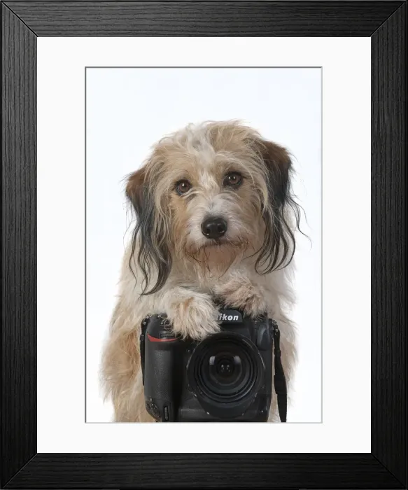 Framed Print : 13131425. DOG. Cross breed, sitting behind a camera Framed Print : 13131425. DOG. Cross breed, sitting behind a camera