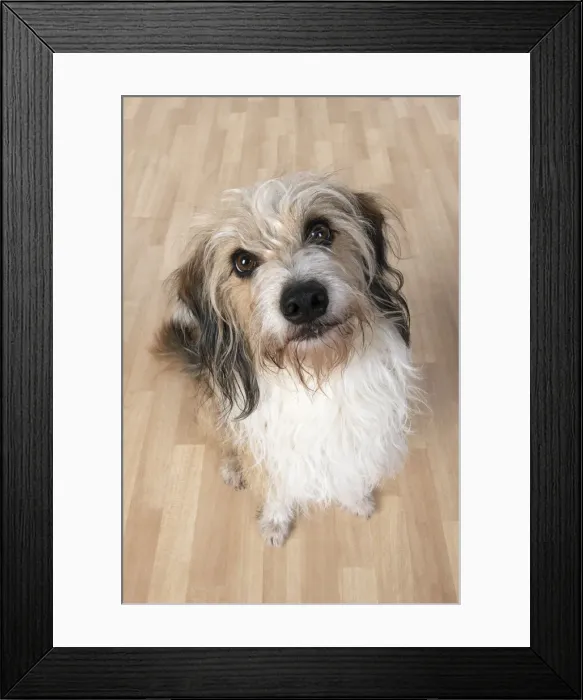 Framed Print : 13131426. DOG. sitting looking up at camera, studio Date Framed Print : 13131426. DOG. sitting looking up at camera, studio Date