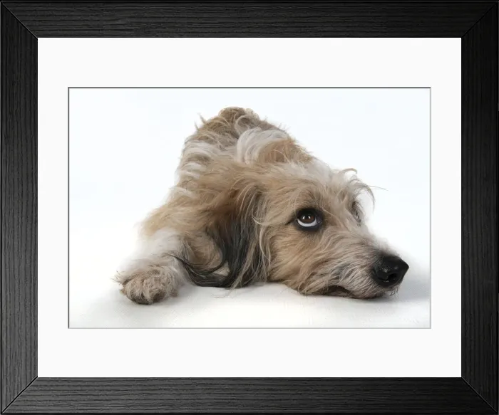 Framed Print : 13131427. DOG. laying, with eyes looking up. studio, white background Date Framed Print : 13131427. DOG. laying, with eyes looking up. studio, white background Date