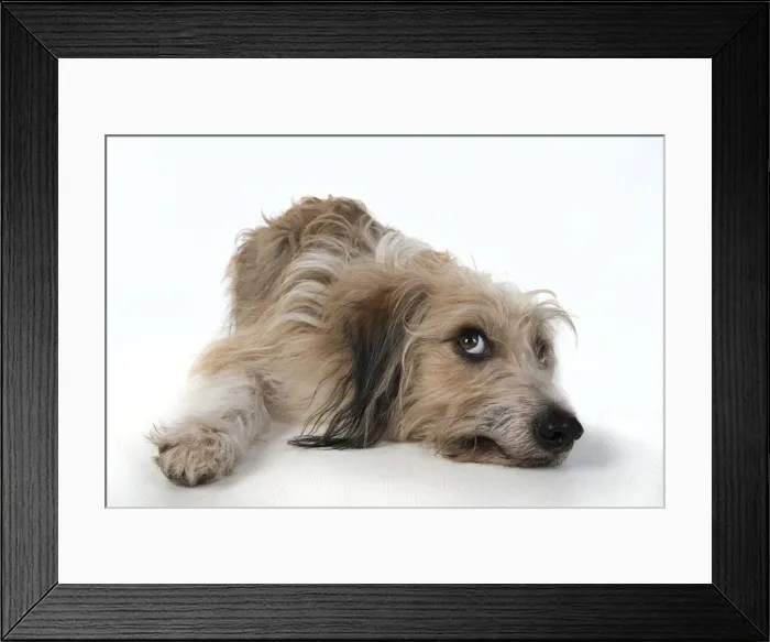 Framed Print : 13131428. DOG. laying, with eyes looking up. studio, white background Date