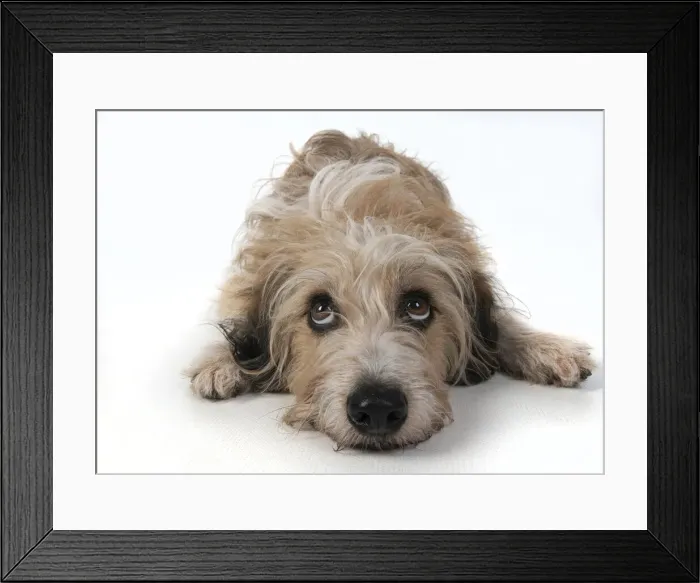 Framed Print : 13131429. DOG. laying, with eyes looking up. studio, white background Date Framed Print : 13131429. DOG. laying, with eyes looking up. studio, white background Date
