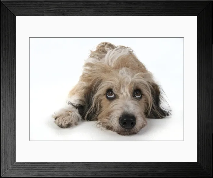 Framed Print : 13131430. DOG. laying, with eyes looking up. studio, white background Date Framed Print : 13131430. DOG. laying, with eyes looking up. studio, white background Date