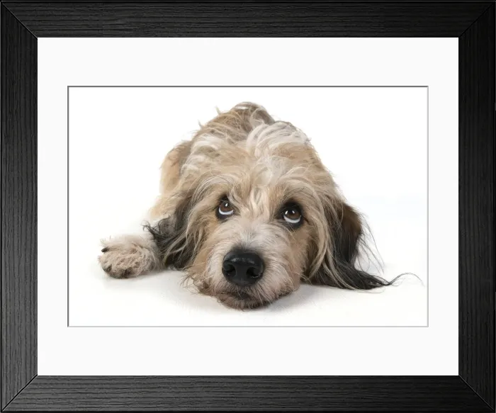 Framed Print : 13131431. DOG. laying, with eyes looking up. studio, white background Date Framed Print : 13131431. DOG. laying, with eyes looking up. studio, white background Date