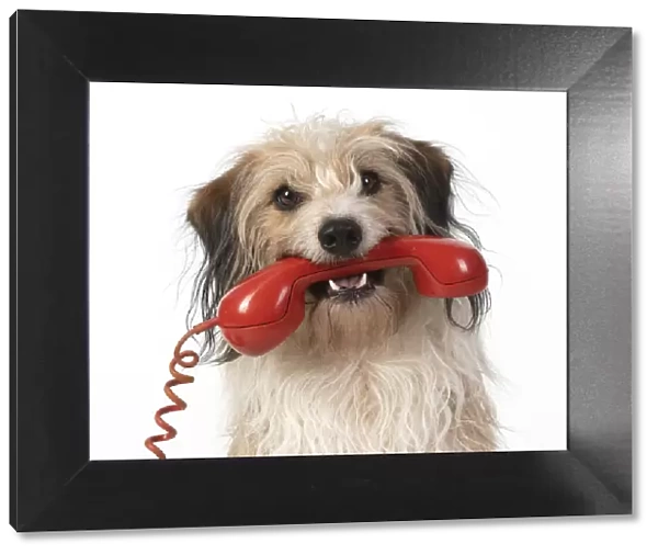 13131432. DOG, cross breed holding phone in its mouth, studio, white background Date