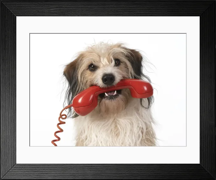 Framed Print : 13131432. DOG, cross breed holding phone in its mouth, studio, white background Date Framed Print : 13131432. DOG, cross breed holding phone in its mouth, studio, white background Date