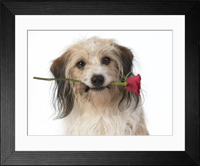 Framed Print : 13131434. DOG, cross breed holding a red rose in its mouth, studio, white background Date Framed Print : 13131434. DOG, cross breed holding a red rose in its mouth, studio, white background Date