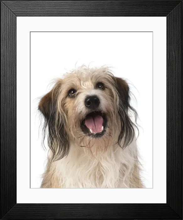 Framed Print : 13131435. DOG. Cross breed, head and shoulders, facial expression, white background Date Framed Print : 13131435. DOG. Cross breed, head and shoulders, facial expression, white background Date