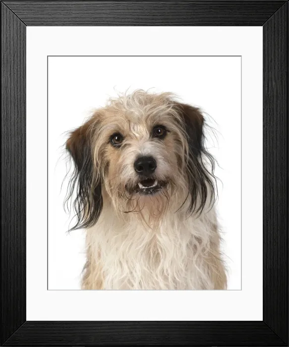 Framed Print : 13131436. DOG. Cross breed, head and shoulders, facial expression, white background Date Framed Print : 13131436. DOG. Cross breed, head and shoulders, facial expression, white background Date