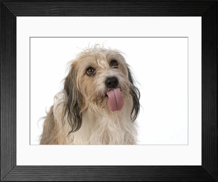 Framed Print : 13131437. DOG. Cross breed, head and shoulders, tongue outstudio, white background Date Framed Print : 13131437. DOG. Cross breed, head and shoulders, tongue outstudio, white background Date