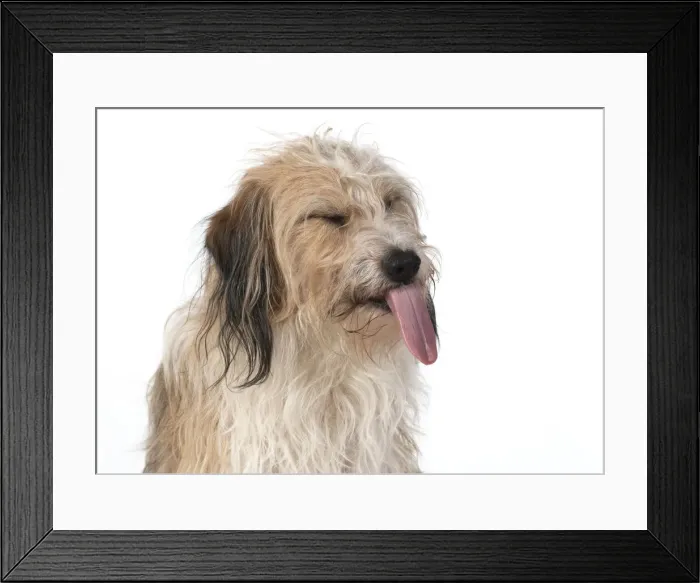 Framed Print : 13131438. DOG. Cross breed, head and shoulders, tongue outstudio, white background Date Framed Print : 13131438. DOG. Cross breed, head and shoulders, tongue outstudio, white background Date