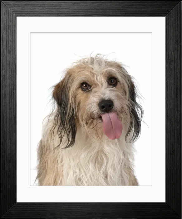Framed Print : 13131439. DOG. Cross breed, head and shoulders, tongue outstudio, white background Date Framed Print : 13131439. DOG. Cross breed, head and shoulders, tongue outstudio, white background Date