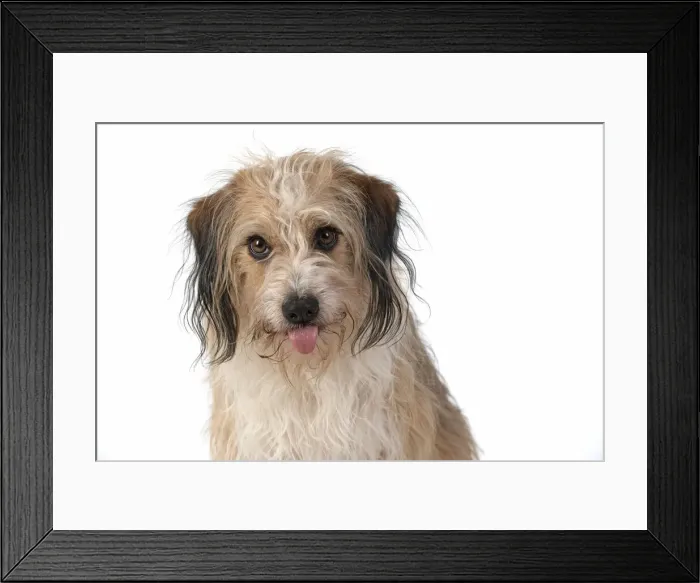 Framed Print : 13131440. DOG. Cross breed, head and shoulders, tongue outstudio, white background Date Framed Print : 13131440. DOG. Cross breed, head and shoulders, tongue outstudio, white background Date