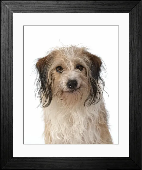 Framed Print : 13131441. DOG. Cross breed, head and shoulders, facial expression, white background Date