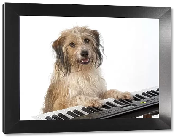 13131442. DOG. Cross breed, sitting at a piano, paws on keys, , white background Date