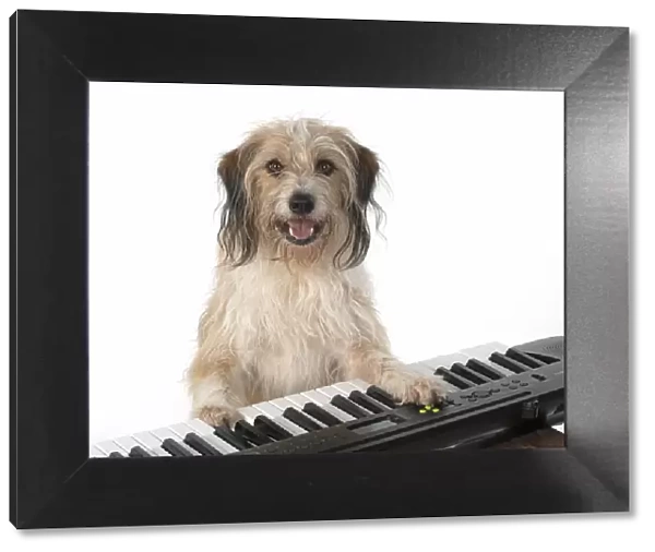 13131443. DOG. Cross breed, sitting at a piano, paws on keys, , white background Date