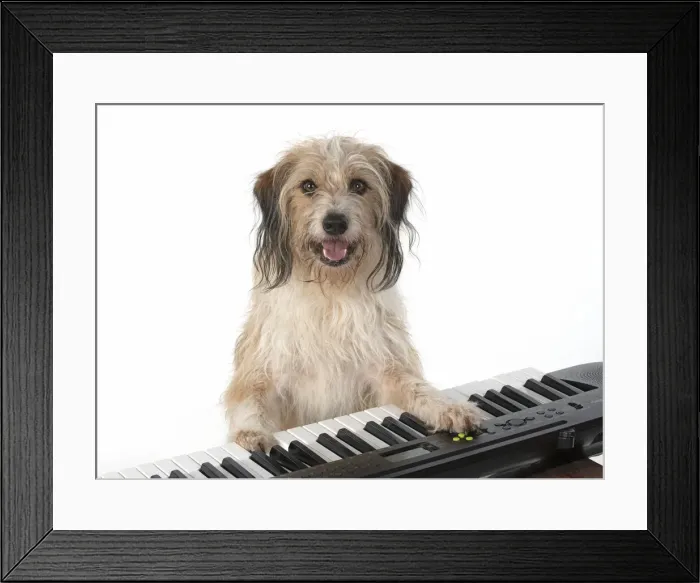 Framed Print : 13131443. DOG. Cross breed, sitting at a piano, paws on keys, , white background Date Framed Print : 13131443. DOG. Cross breed, sitting at a piano, paws on keys, , white background Date