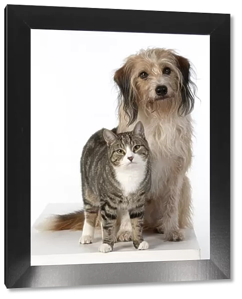 13131444. DOG & CAT, cross breed dog sitting with a cat, studio, white background Date