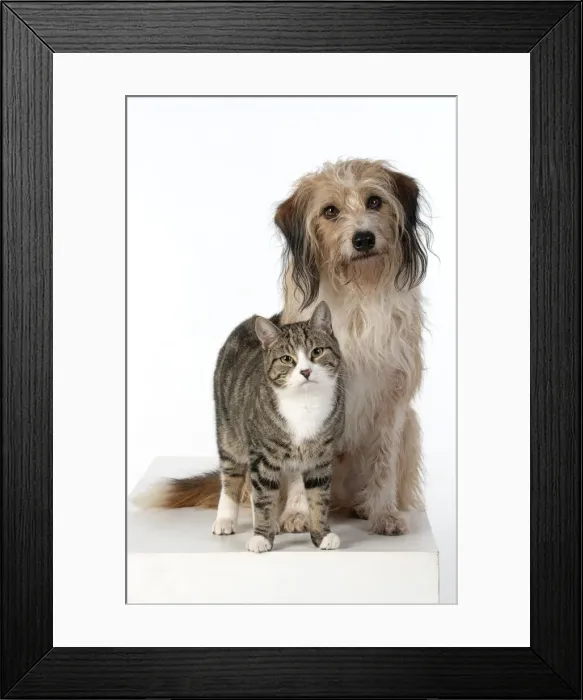 Framed Print : 13131444. DOG and CAT, cross breed dog sitting with a cat, studio, white background Date