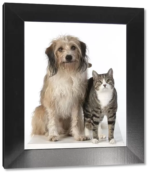 13131445. DOG & CAT, cross breed dog sitting with a cat, studio, white background Date
