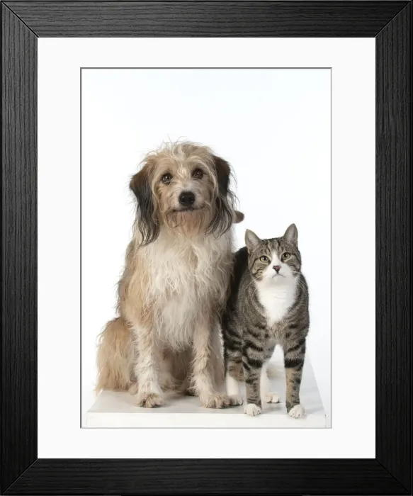 Framed Print : 13131445. DOG and CAT, cross breed dog sitting with a cat, studio, white background Date Framed Print : 13131445. DOG and CAT, cross breed dog sitting with a cat, studio, white background Date