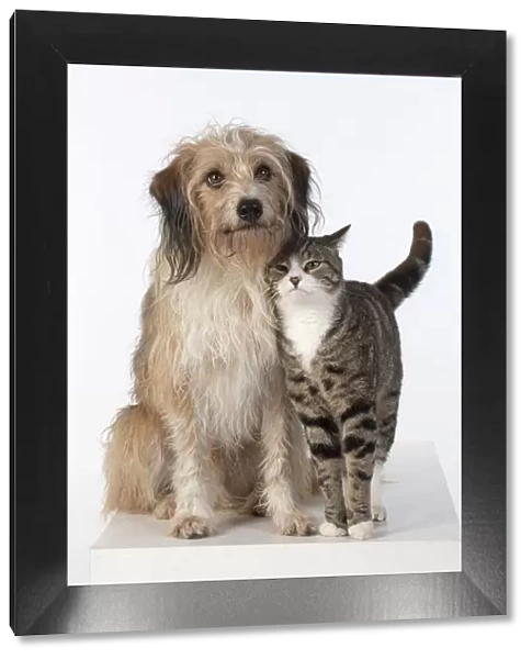 13131446. DOG & CAT, cross breed dog sitting with a cat, studio, white background Date