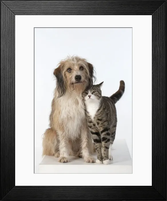 Framed Print : 13131446. DOG and CAT, cross breed dog sitting with a cat, studio, white background Date Framed Print : 13131446. DOG and CAT, cross breed dog sitting with a cat, studio, white background Date