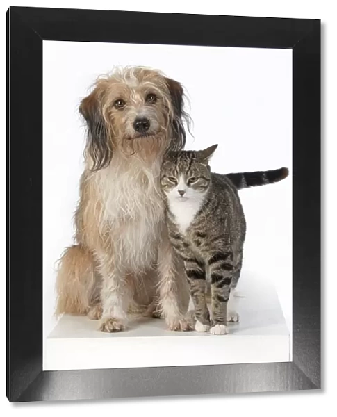13131447. DOG & CAT, cross breed dog sitting with a cat, studio, white background Date