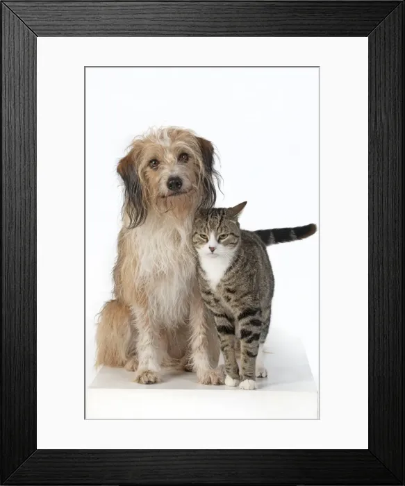 Framed Print : 13131447. DOG and CAT, cross breed dog sitting with a cat, studio, white background Date Framed Print : 13131447. DOG and CAT, cross breed dog sitting with a cat, studio, white background Date