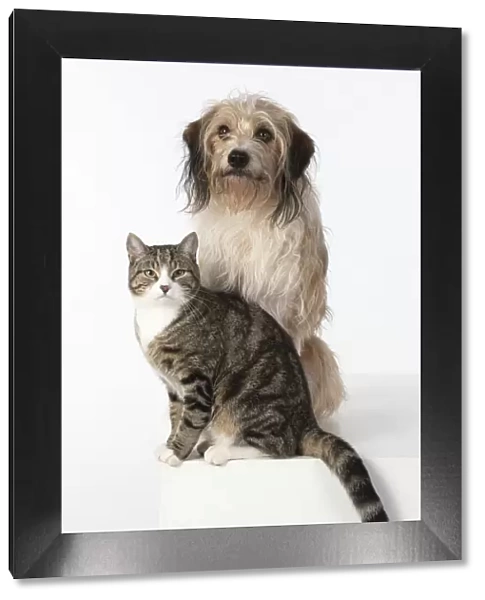 13131448. DOG & CAT, cross breed dog sitting with a cat, studio, white background Date