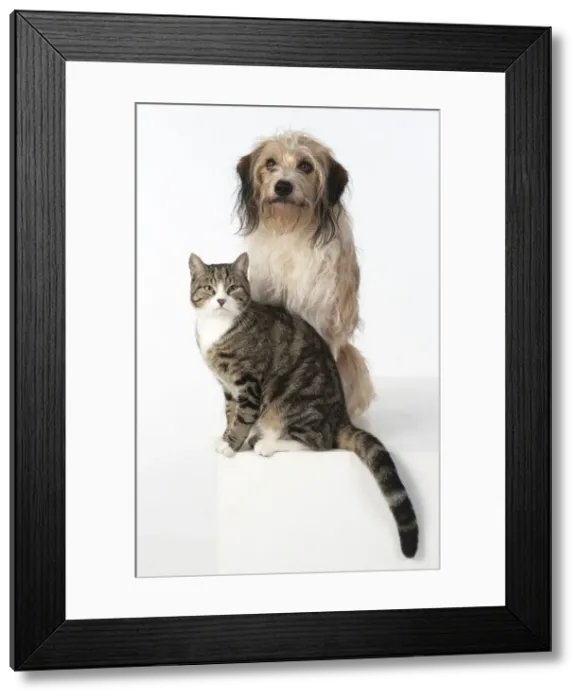 Framed Print : 13131448. DOG and CAT, cross breed dog sitting with a cat, studio, white background Date Framed Print : 13131448. DOG and CAT, cross breed dog sitting with a cat, studio, white background Date