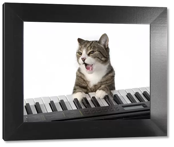 13131450. CAT. sitting at piano keyboard, paws on keys, studio, white background Date