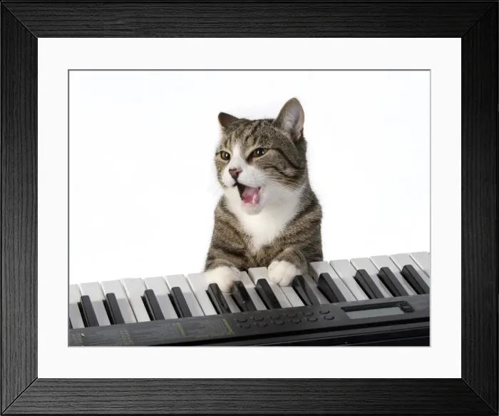 Framed Print : 13131450. CAT. sitting at piano keyboard, paws on keys, studio, white background Date Framed Print : 13131450. CAT. sitting at piano keyboard, paws on keys, studio, white background Date
