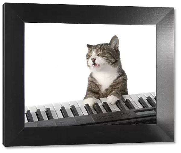 13131451. CAT. sitting at piano keyboard, paws on keys, studio, white background Date