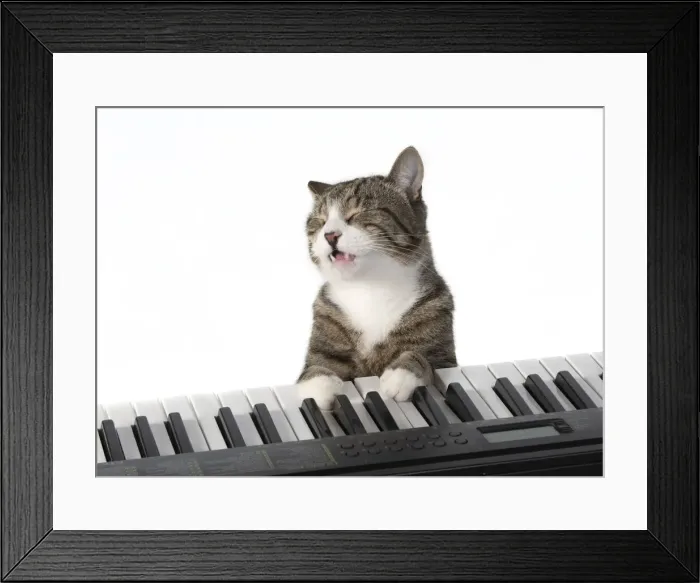 Framed Print : 13131451. CAT. sitting at piano keyboard, paws on keys, studio, white background Date Framed Print : 13131451. CAT. sitting at piano keyboard, paws on keys, studio, white background Date