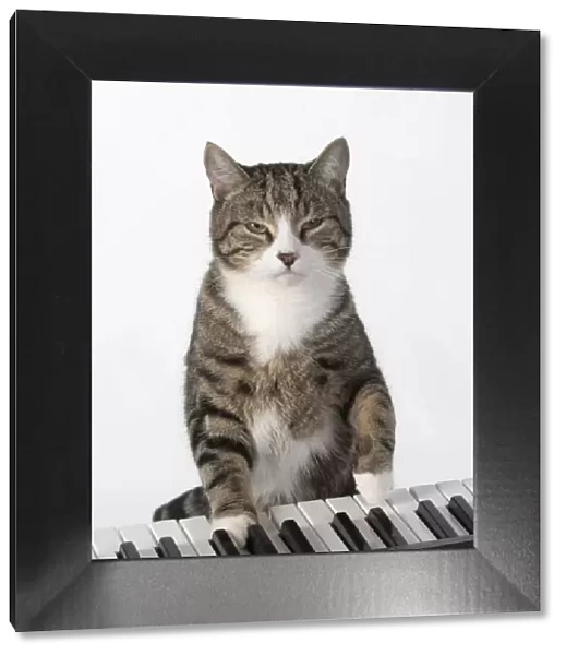 13131452. CAT. sitting at piano keyboard, paws on keys, studio, white background Date