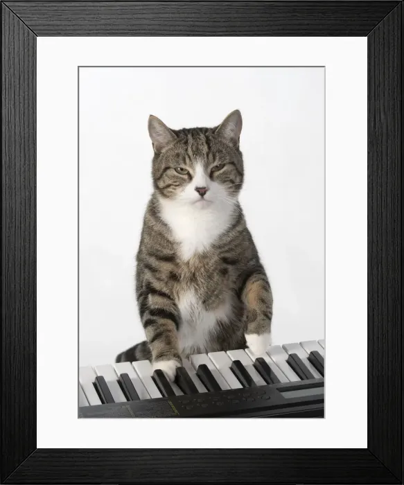 Framed Print : 13131452. CAT. sitting at piano keyboard, paws on keys, studio, white background Date Framed Print : 13131452. CAT. sitting at piano keyboard, paws on keys, studio, white background Date