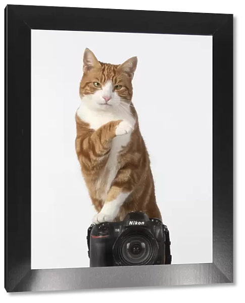 13131453. Ginger cat sitting on a camera Date
