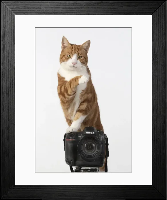 Framed Print : 13131453. Ginger cat sitting on a camera Date Framed Print : 13131453. Ginger cat sitting on a camera Date