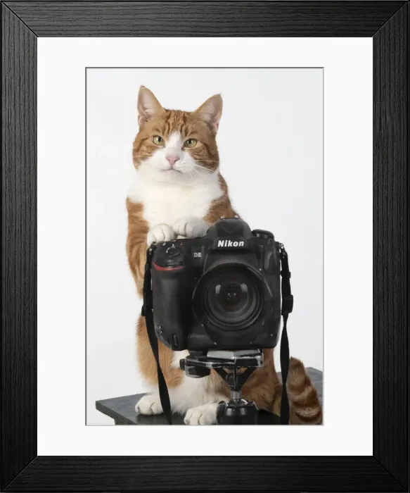 Framed Print : 13131454. Ginger cat sitting on a camera Date Framed Print : 13131454. Ginger cat sitting on a camera Date