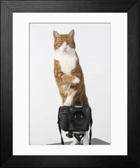 Framed Print : 13131455. Ginger cat sitting on a camera Date Framed Print : 13131455. Ginger cat sitting on a camera Date