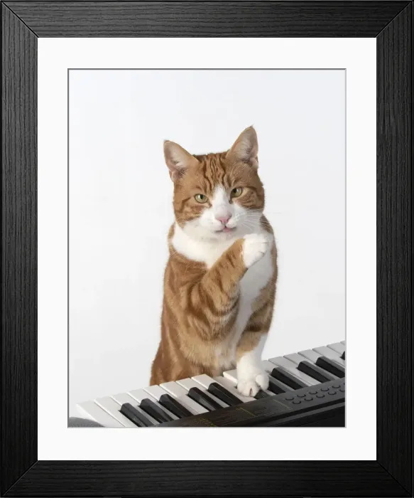 Framed Print : 13131456. CAT. sitting at piano keyboard, paws on keys, studio, white background Date Framed Print : 13131456. CAT. sitting at piano keyboard, paws on keys, studio, white background Date