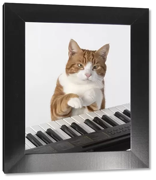 13131457. CAT. sitting at piano keyboard, paws on keys, studio, white background Date