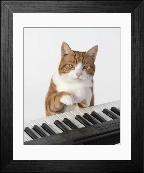 Framed Print : 13131457. CAT. sitting at piano keyboard, paws on keys, studio, white background Date Framed Print : 13131457. CAT. sitting at piano keyboard, paws on keys, studio, white background Date