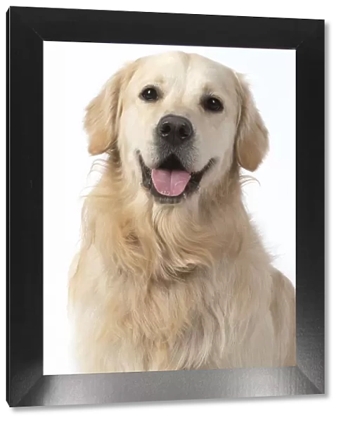 13131458. DOG. Golden Retriever, face, expression, studio, white background Date