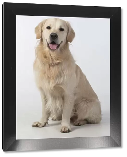 13131459. DOG. Golden Retriever, sitting looking at camera, studio, white background Date