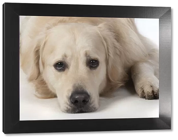 13131460. DOG. Golden Retriever, laying down, sad eyes, studio, white background Date