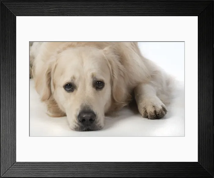 Framed Print : 13131460. DOG. Golden Retriever, laying down, sad eyes, studio, white background Date Framed Print : 13131460. DOG. Golden Retriever, laying down, sad eyes, studio, white background Date